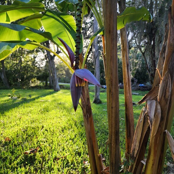 Banana trees here! - 6542 Sherry Ln