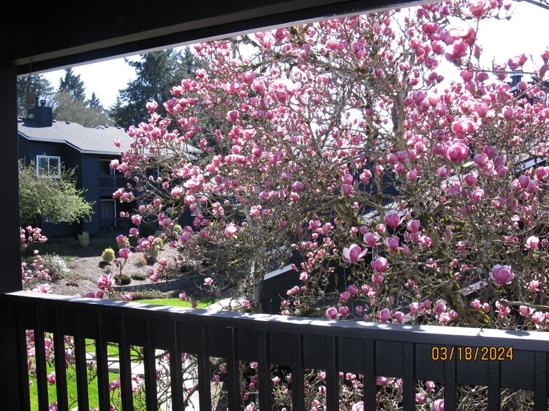 magnolia off patio - 9370 SW 146th Ter