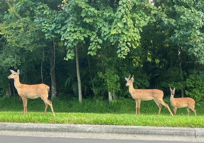 Building Photo - 1143 Indigo Dr