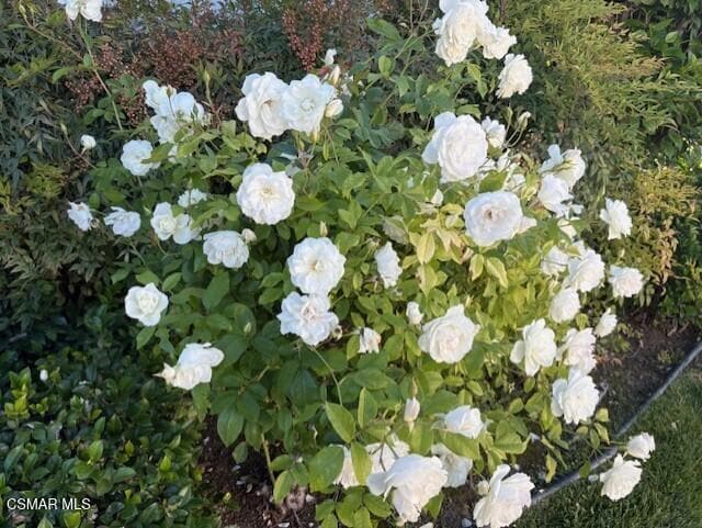 Building Photo - 205 Larkhill St