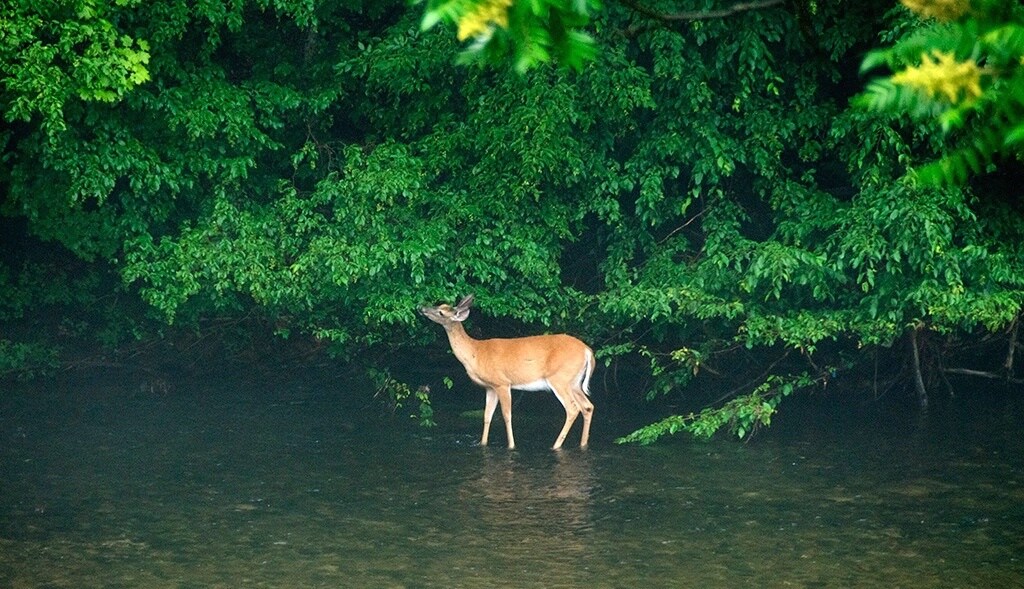 Backyard dear Cross River - 6201 NY-42