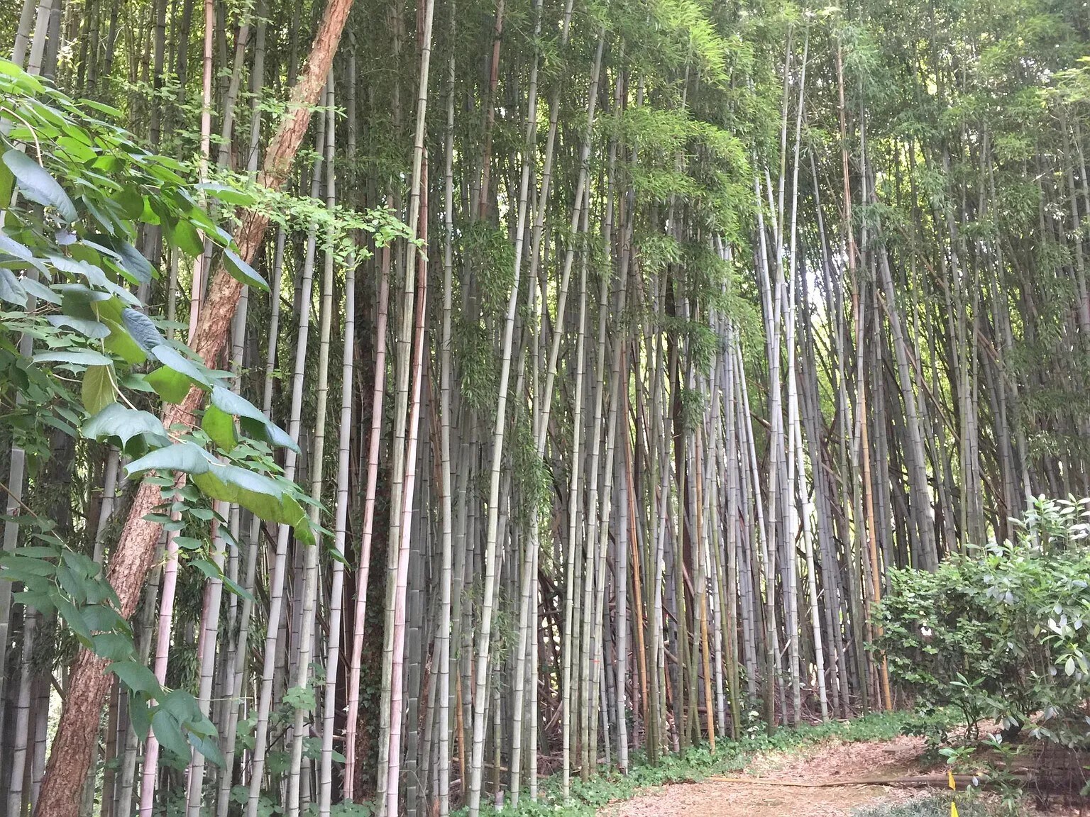 Bamboo garden inside the complex - 302 Lenox Way NE