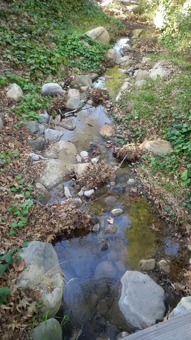 creek - 25605 Wildwood Dr