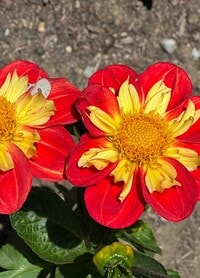 Building Photo - Celina Ohio Park (Apartments Back Building)