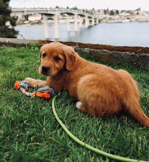 Your pet and you will love it! - 632 Washington Ave