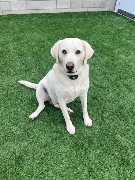 Zeus - 4862 N Mangrove Ave