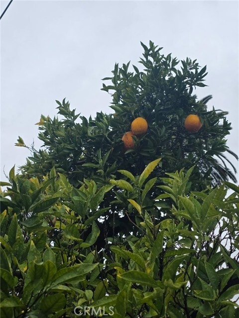 Building Photo - 9556 E Live Oak Ave