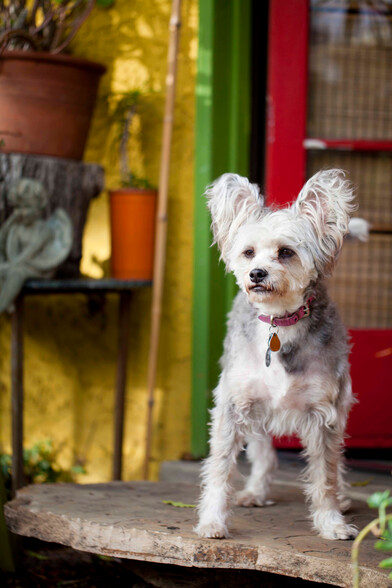 Dog In Doorway - 712 5th Ave