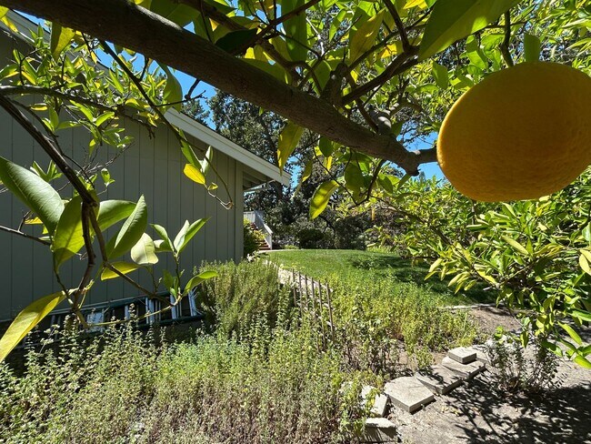 Building Photo - Must See Spacious Alamo 4BR Home with Remo...