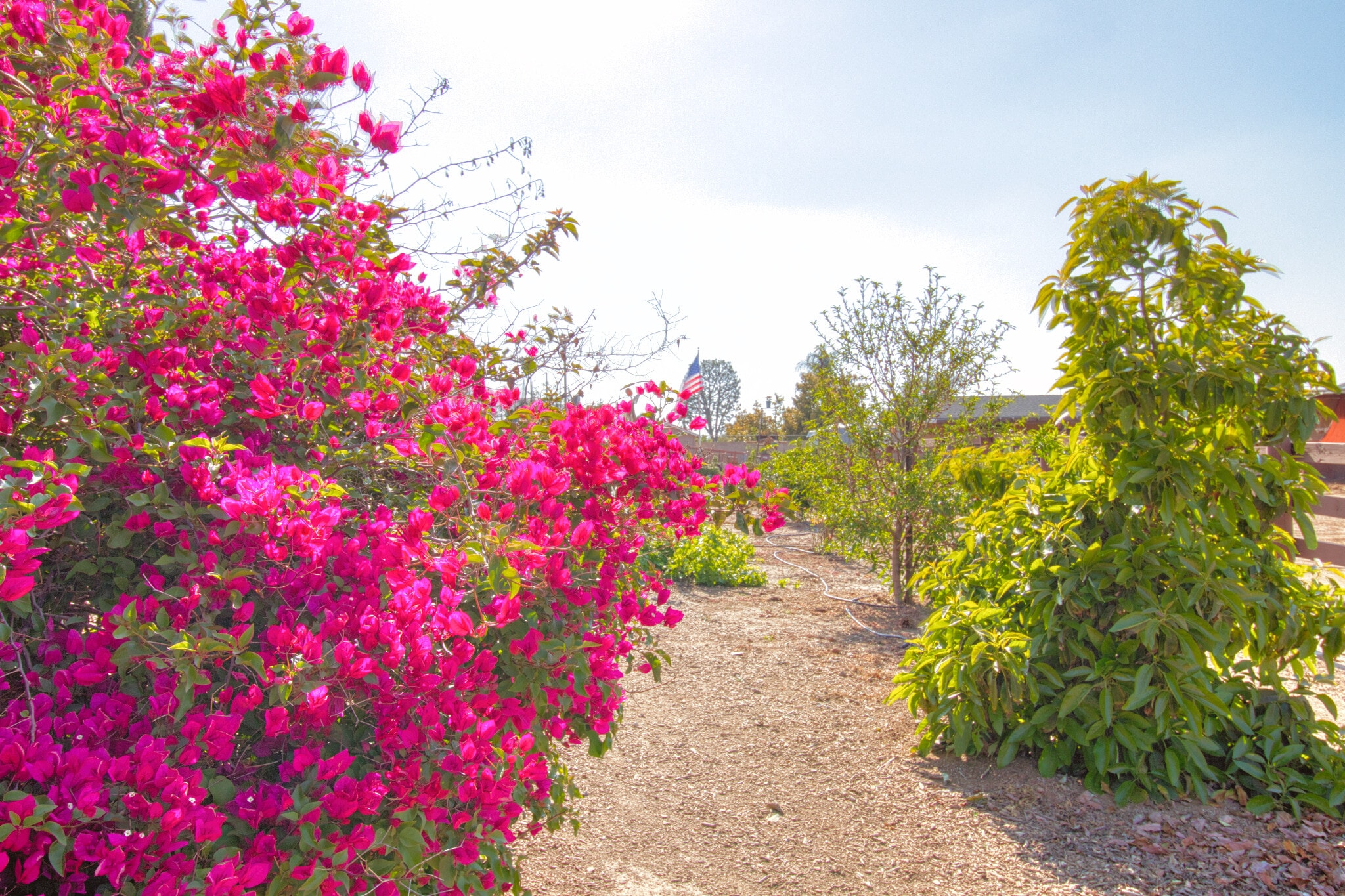 Fruit Orchard - 15671 Ridgeway Ave