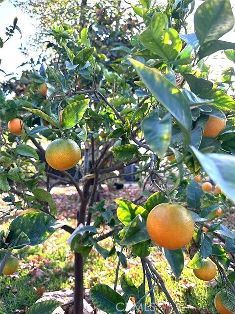 Building Photo - 1126 Highland Oaks Dr