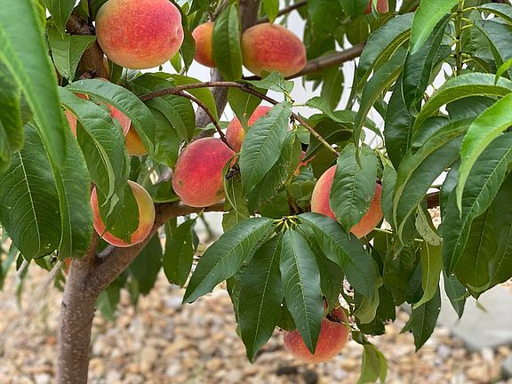 Building Photo - 6849 Village Green Dr