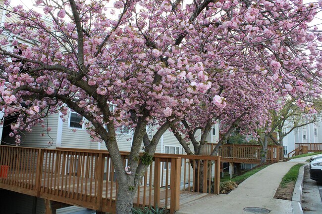 Building Photo - Charming 2 Bedroom/1 Bathroom Condo in Halethorpe, MD!