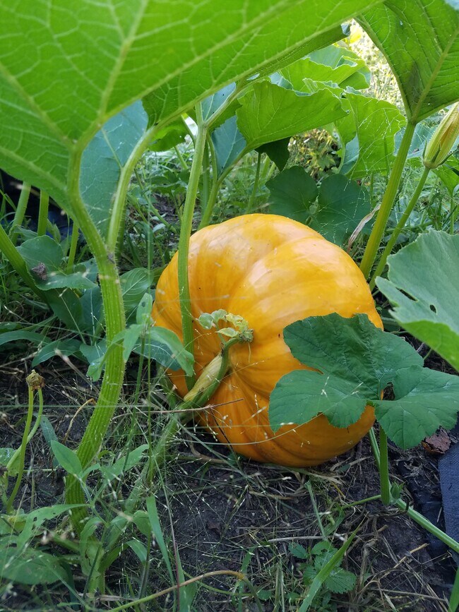 Building Photo - 9374 Alango Rd