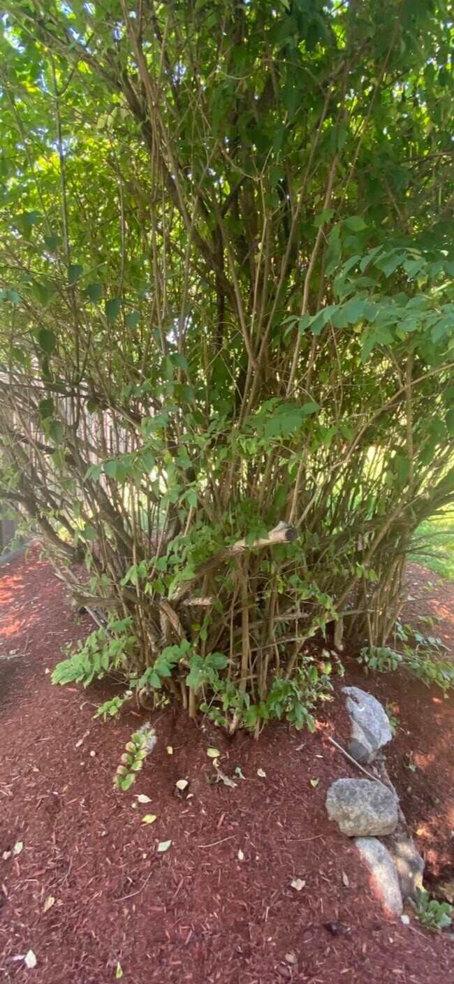 Building Photo - 36 Western Ave