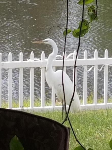 Building Photo - 237 N Hidden Tree Dr