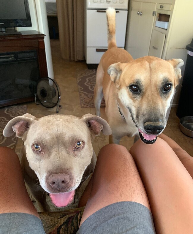 rescued dogs - 21900 Penny Ln