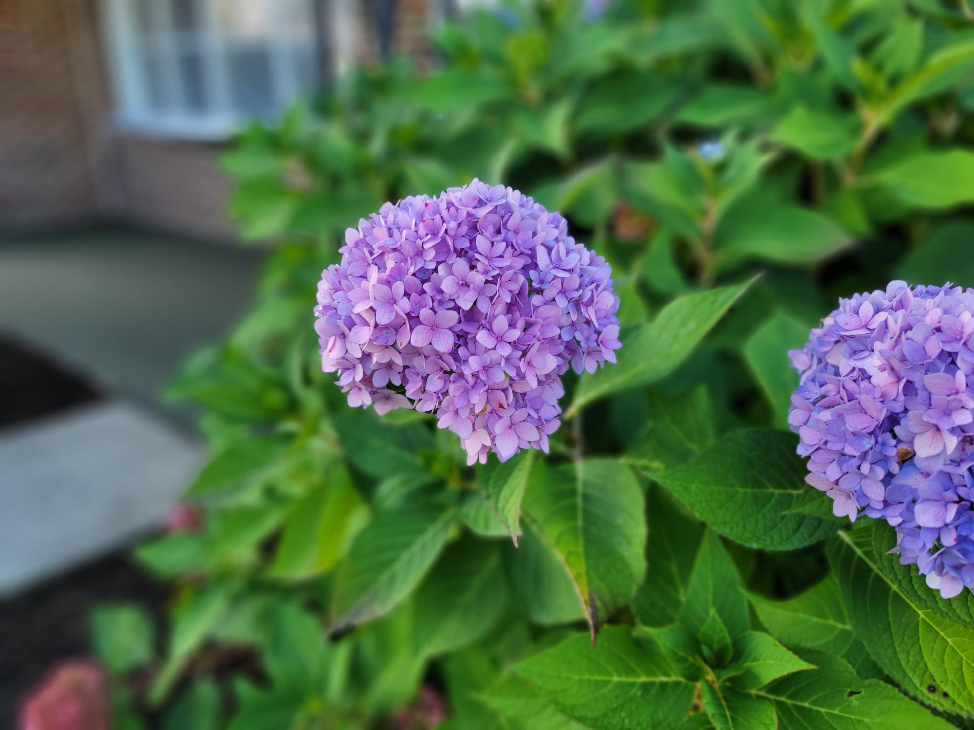 Building Photo - 1174 Rose Ave