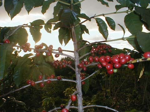 Building Photo - 87 Mamalahoa Hwy