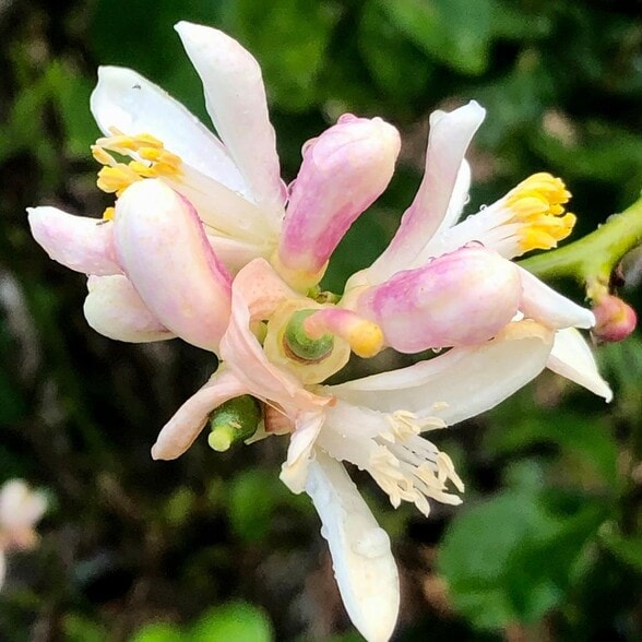 Lemon Blossoms - 1412 NE 2nd Ave