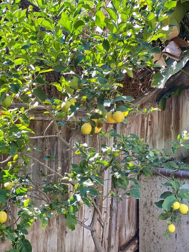 Building Photo - Spacious 4-Bedroom Home in Prime Aliso Viejo Location – Newly Updated