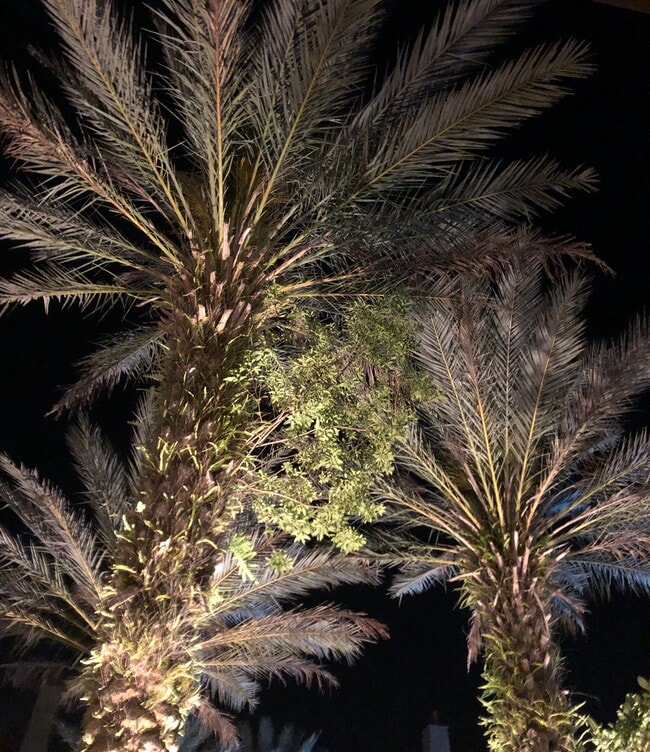 Palm trees off patio - 955 Registry Blvd
