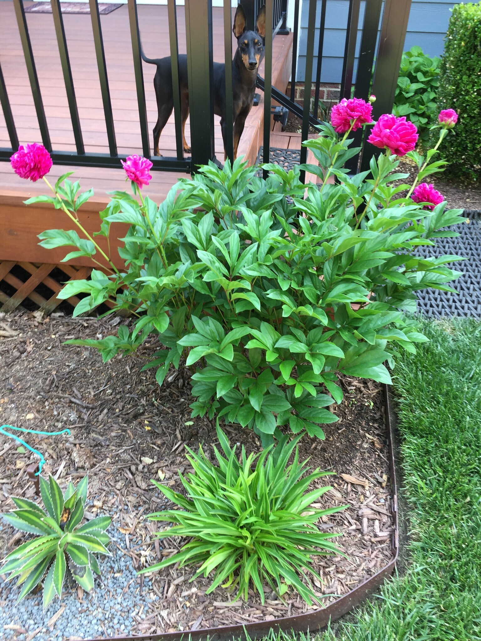 Backyard area - 10851 Bedfordtown Dr