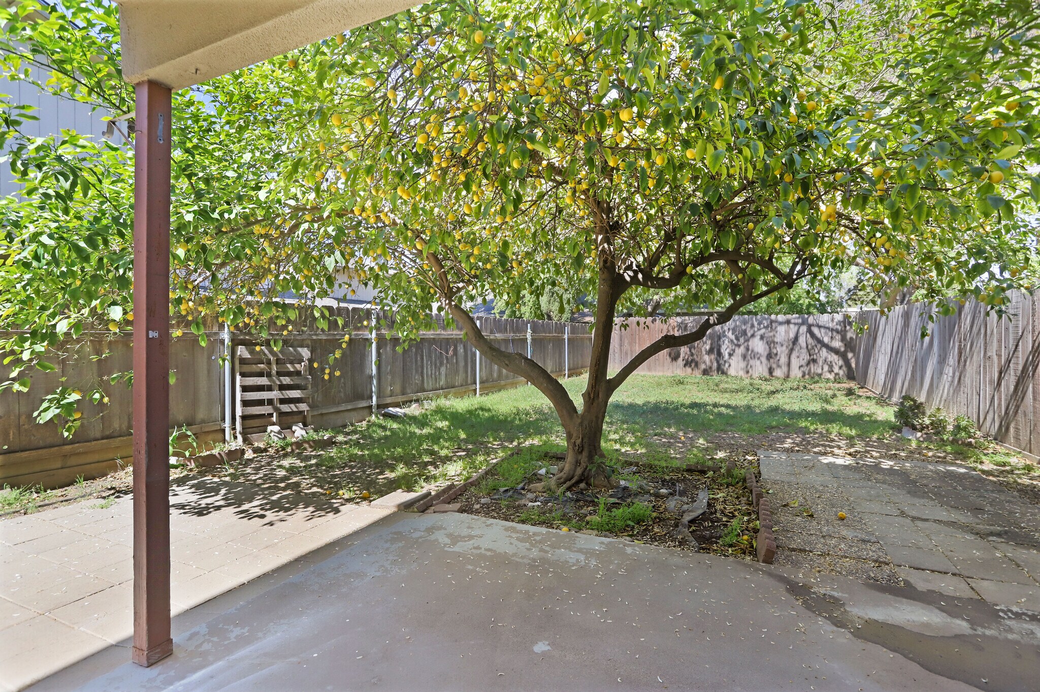 Yard with Large Lemon Tree - 1305 Sylvan Meadows Dr
