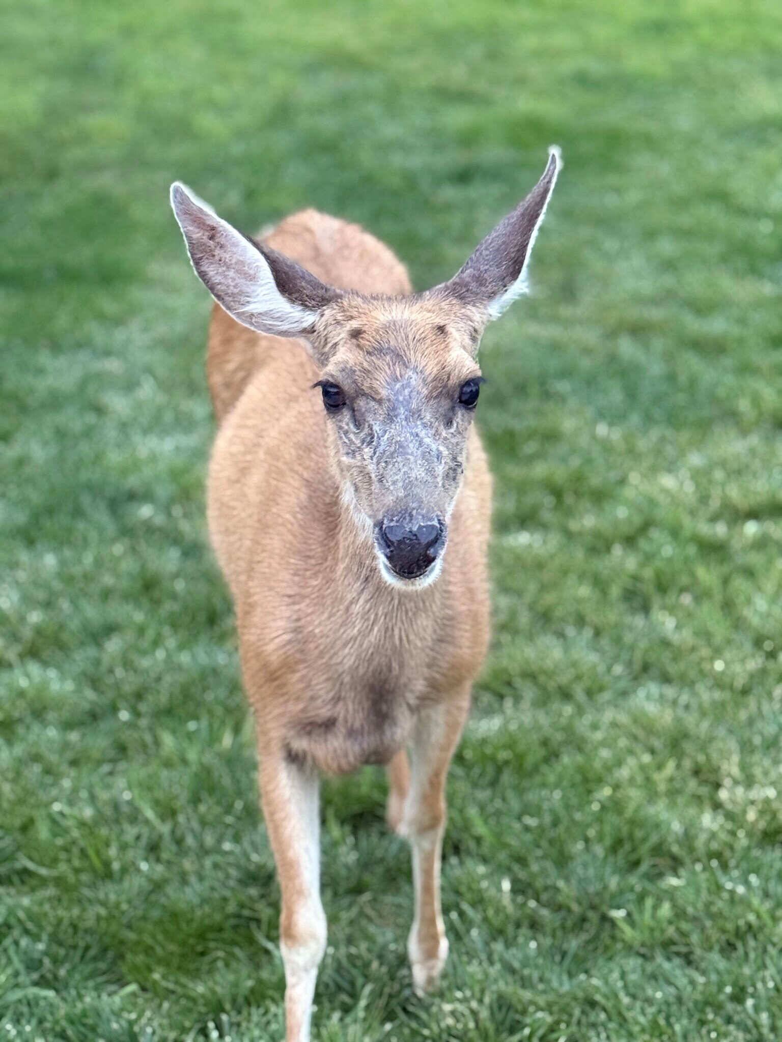 Deer in yard - 18350 Cumbres Rd