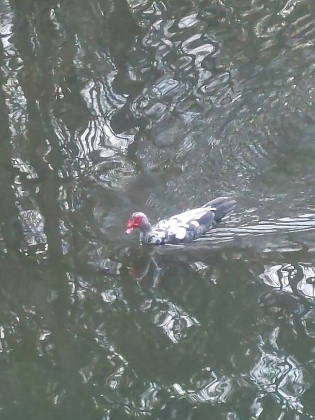 Building Photo - Waverly Hall (Harris County) Lake View