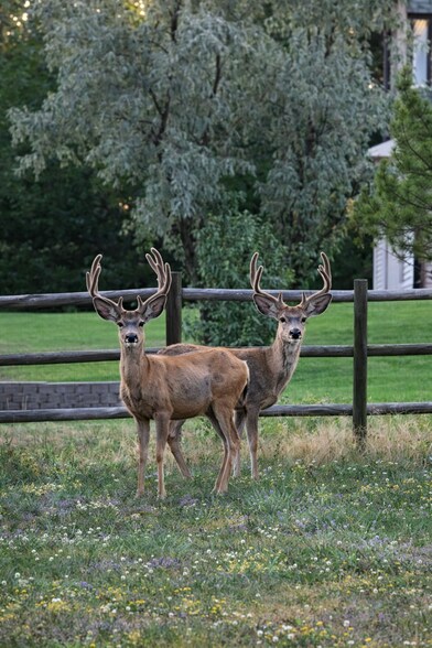 Backyard - 1290 Starling Ln