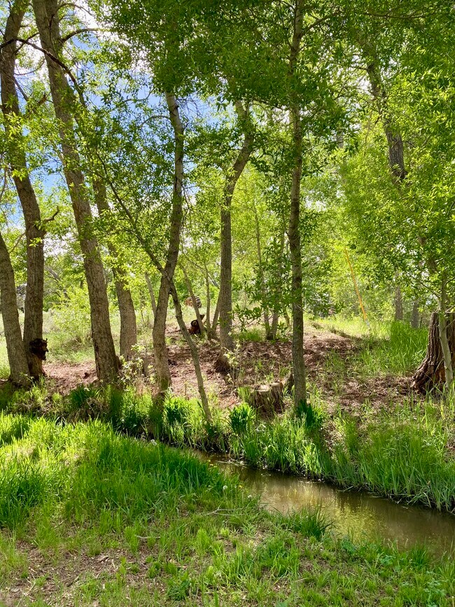 Wooded portion of the property - 7750 County Road 111