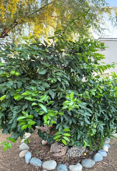 lime tree - 1035 64th St