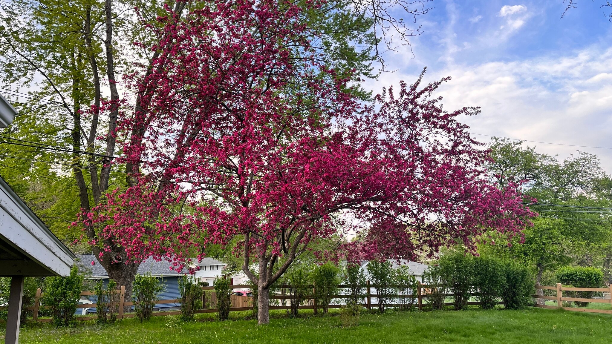 Backyard in Spring - 3733 3rd Pl NW
