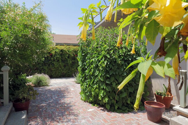 Backyard - 1124 Manzanita St