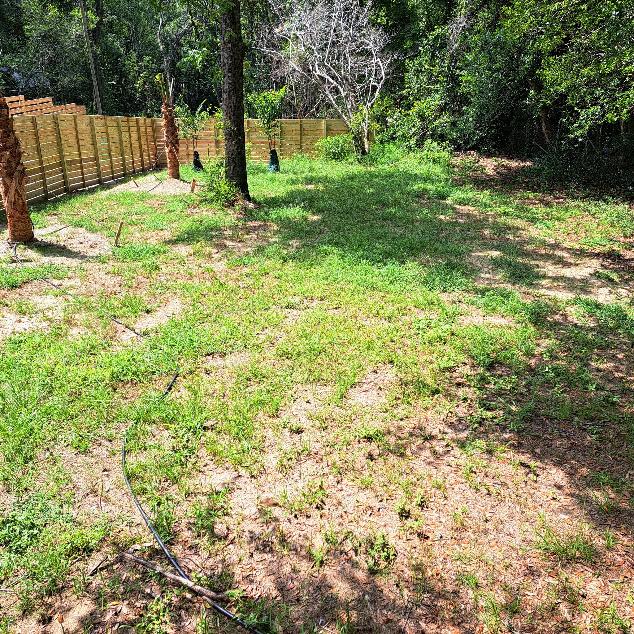 New palmetto tree and crepe myrtles in lushious backyard - 3645 Azalea Dr