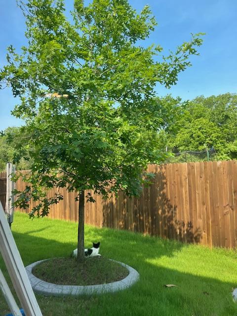 Building Photo - 14110 Luisium View