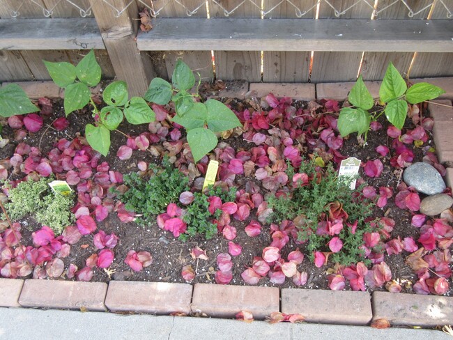 Organic Vegetable/Herb Garden - 1810 Stearns Dr