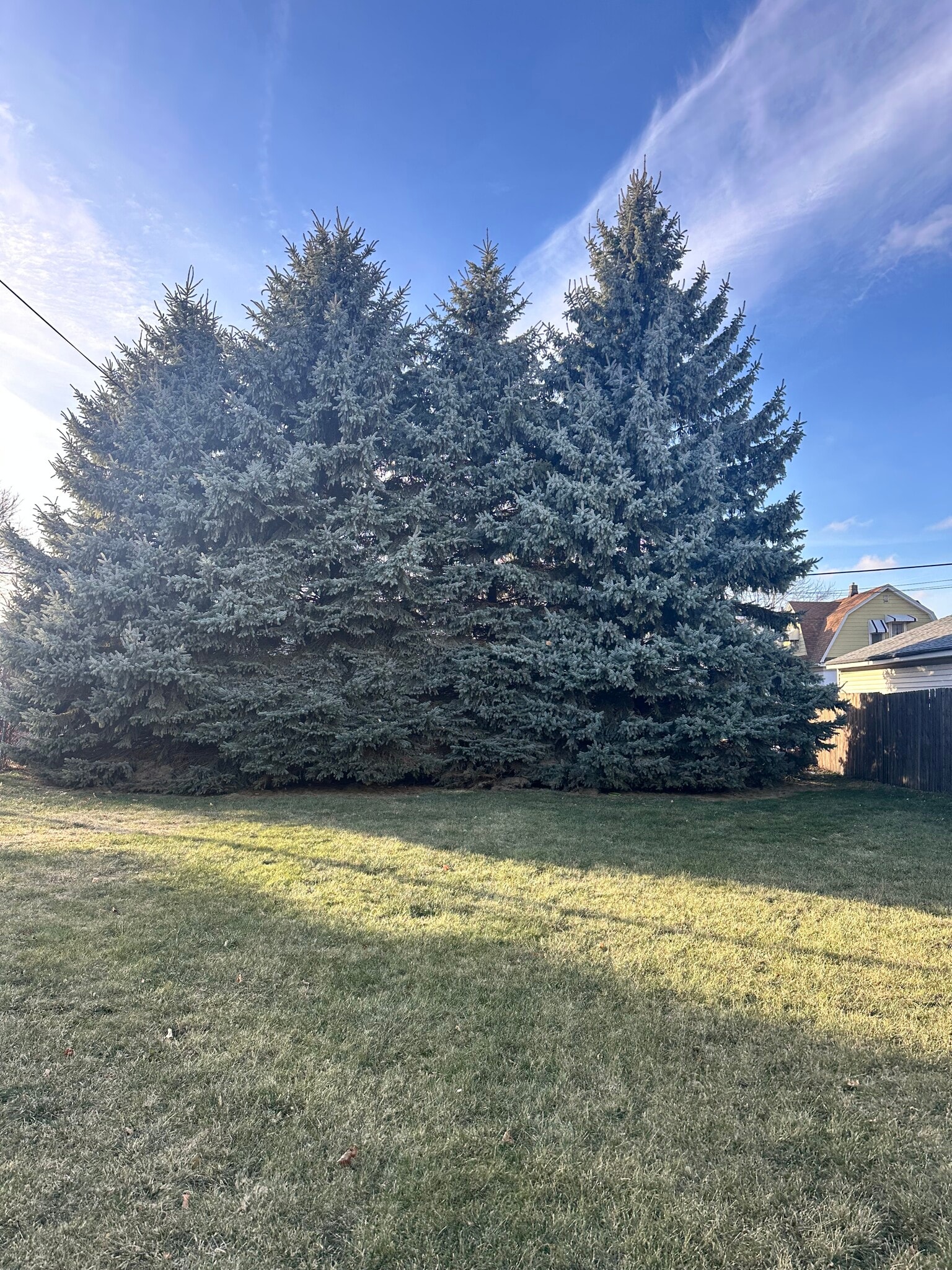 Backyard - 6332 28th Ave