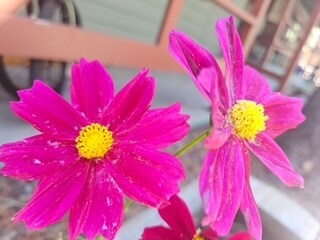 Flowers all over the property, and more to come next spring! - 2030 15th St