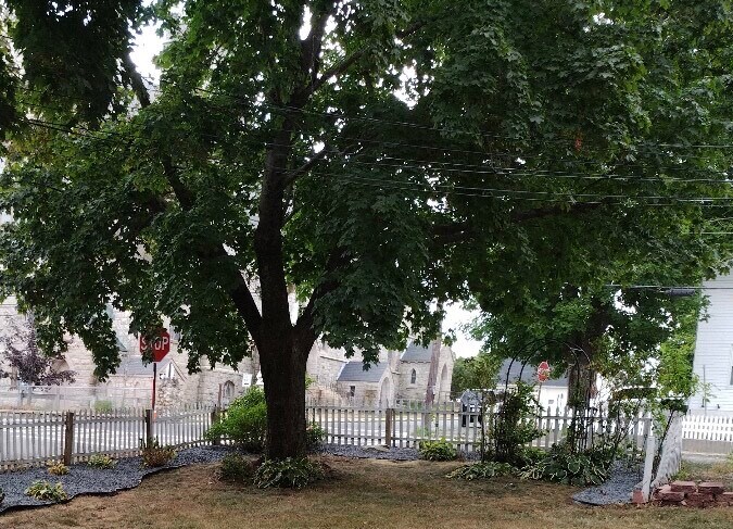 Garden - 33 Sumner St