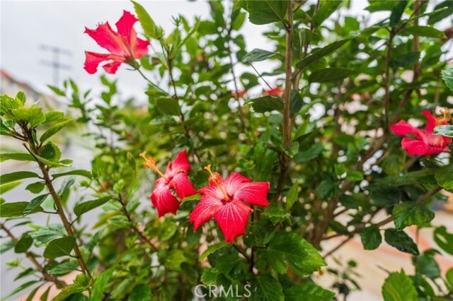 Building Photo - 1140 Laurel Ave