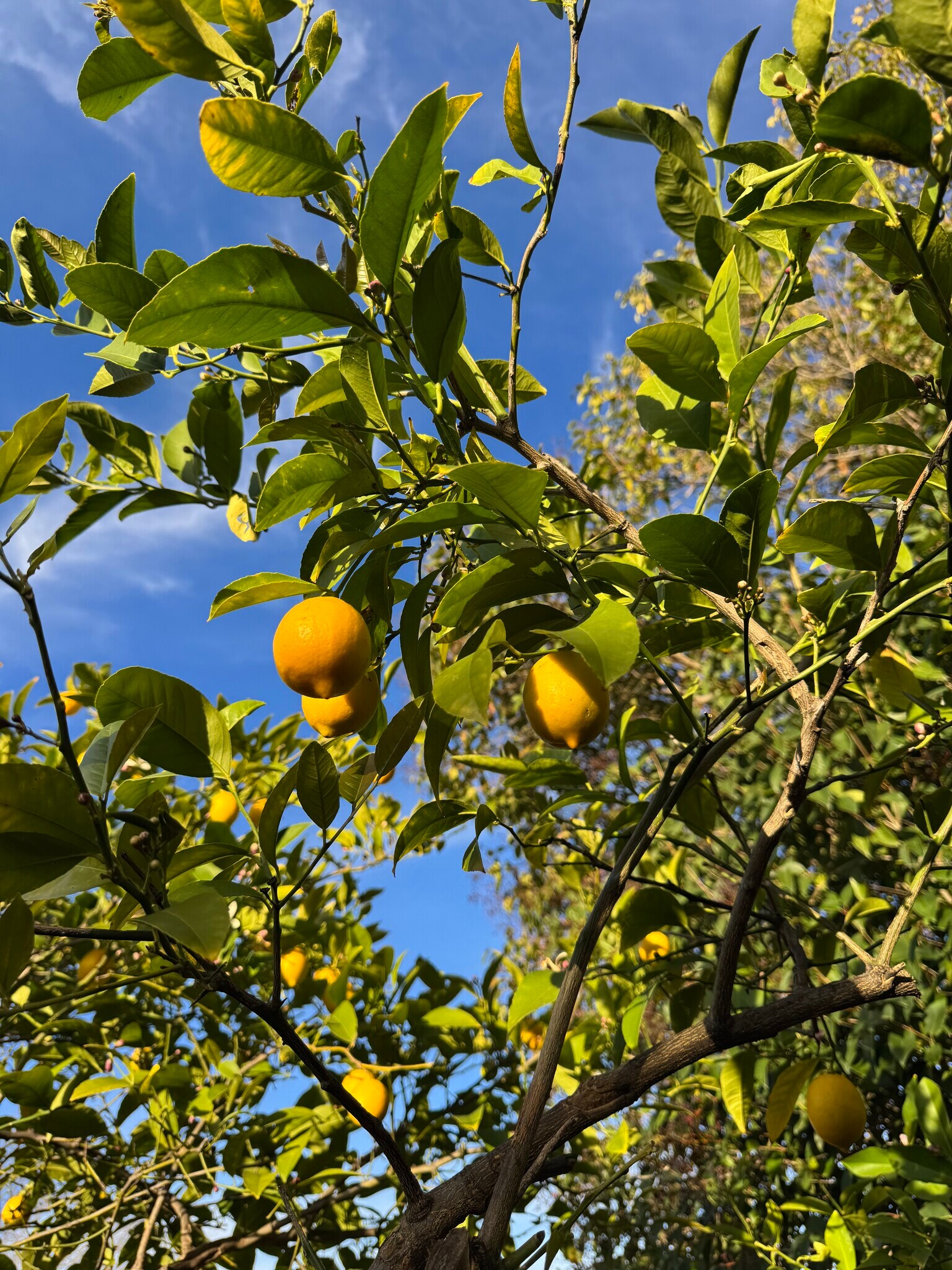 Lemon tree - 1650 Farm Bureau Rd