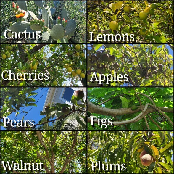 Available Fruit Trees - 544 Grant St