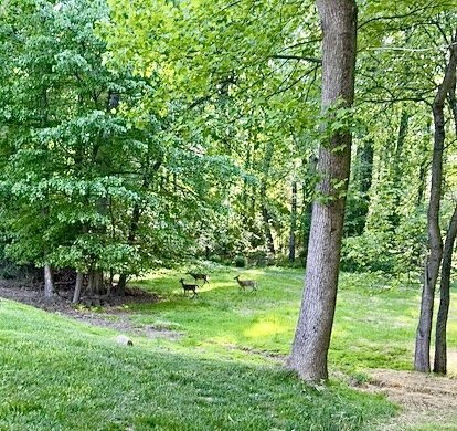 Building Photo - Extensively Renovated 4-Bedroom Home in Prime Location! Unbelievable custom kitchen.