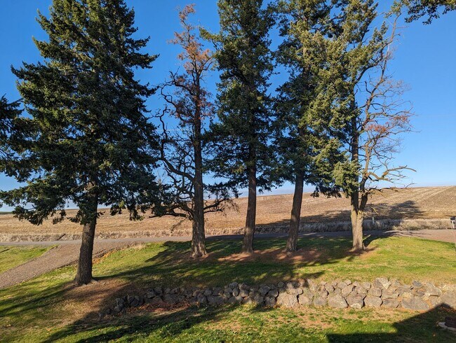 Building Photo - Stunning Remodeled Juliaetta Farm House