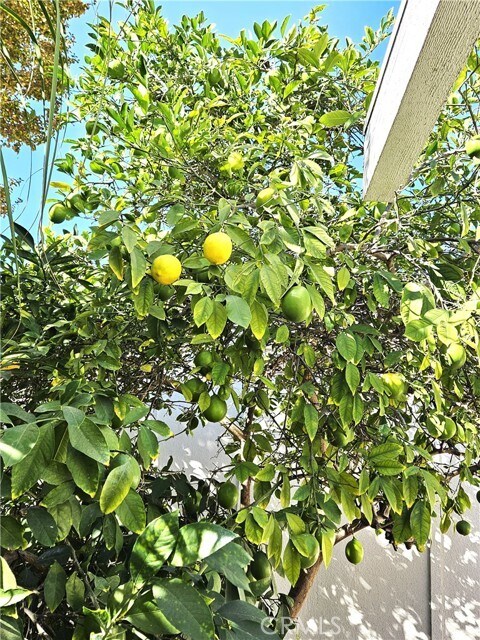 Building Photo - 3219 Via Carrizo