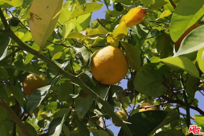 Building Photo - 5301 Balboa Blvd