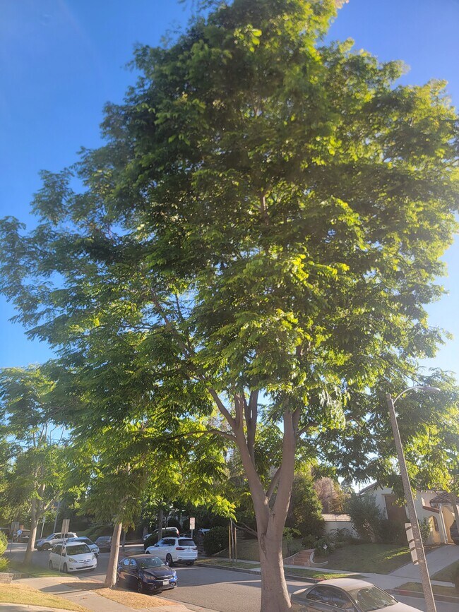 Tree in front of house - 466 S Wetherly Dr