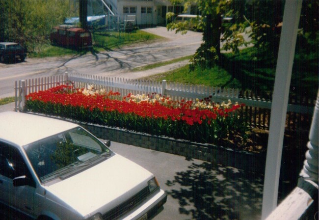 Who doesn't love tulips? - 33 Middle St